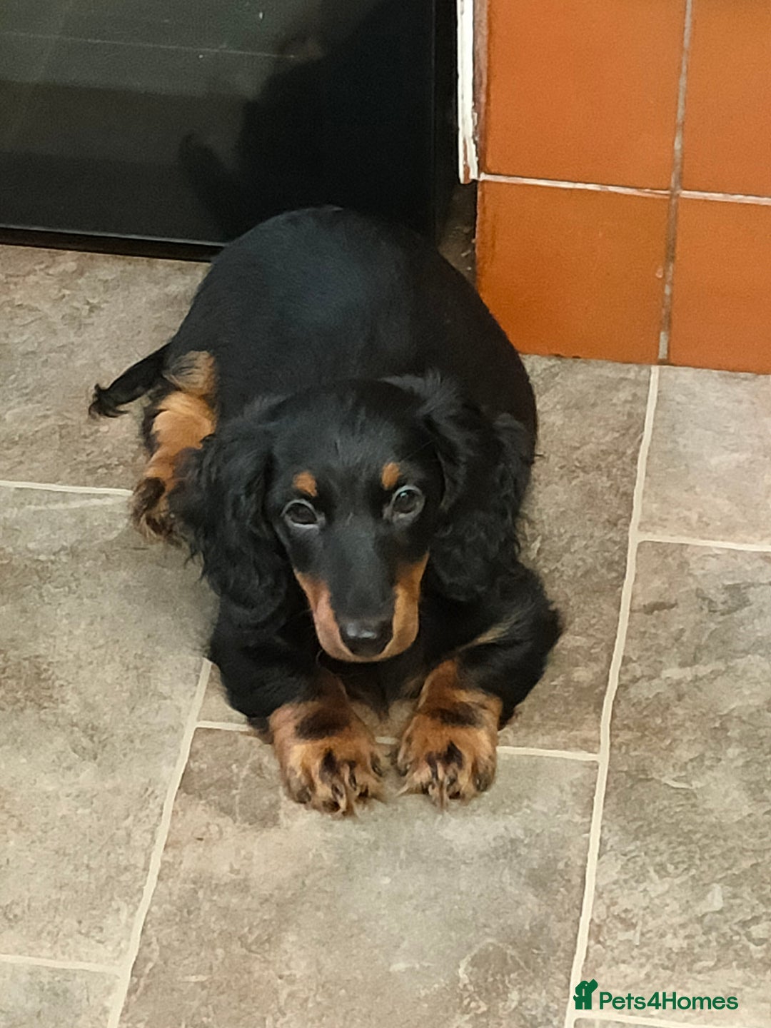 Miniature Dachshund dogs for sale: Handsome quality long haired male available  - Image 6