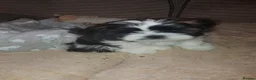 Shih Tzu dogs for sale: Beautiful  Shih Tzu puppy needs a loving home - Advert 10