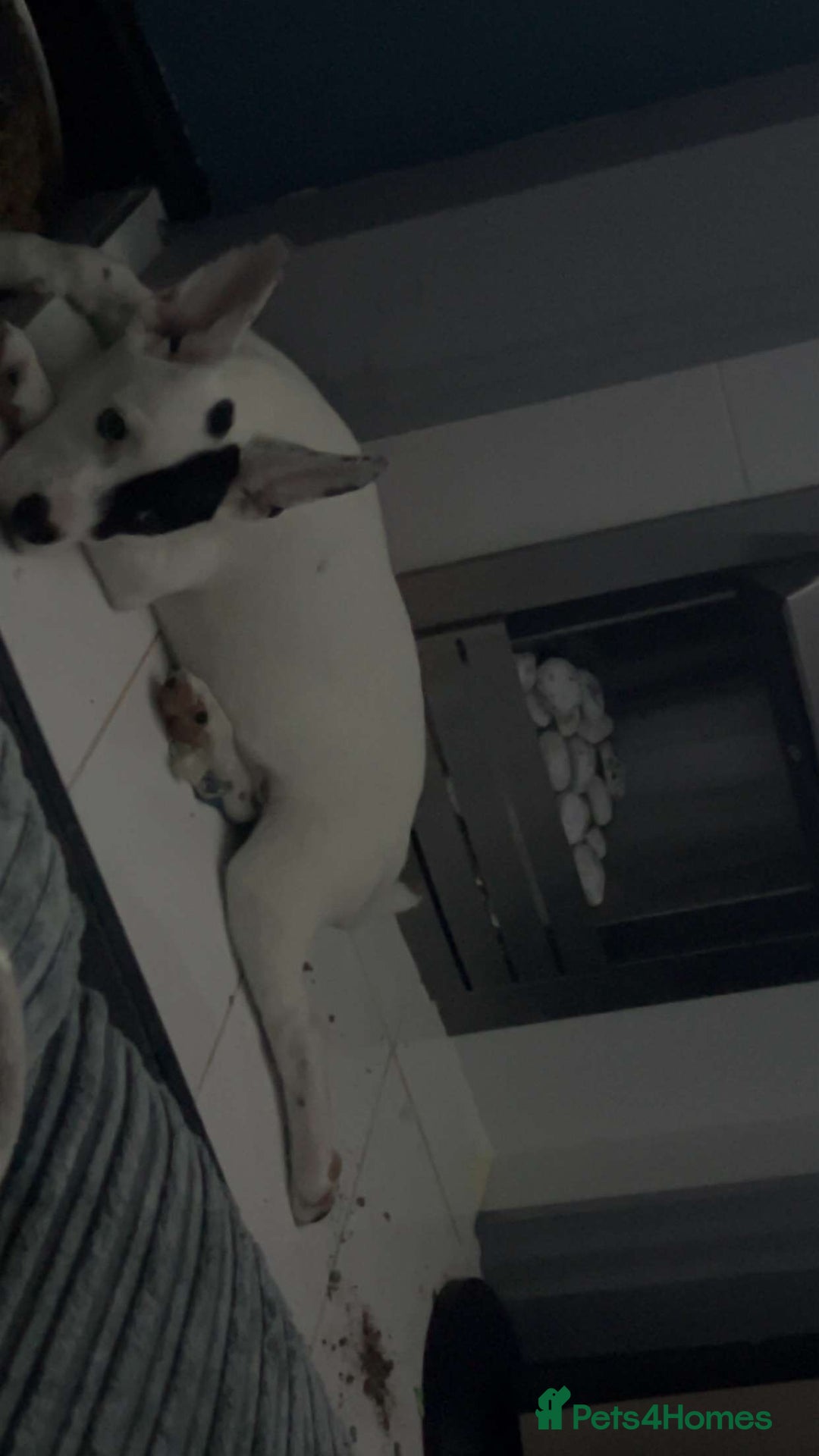 Mixed Breed dogs for sale: Male puppy 19 weeks (rocky) - Image 4