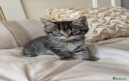 Bengal cats for sale: Purebred Spotted Bengal Kittens Brown Charcoal - Image 28
