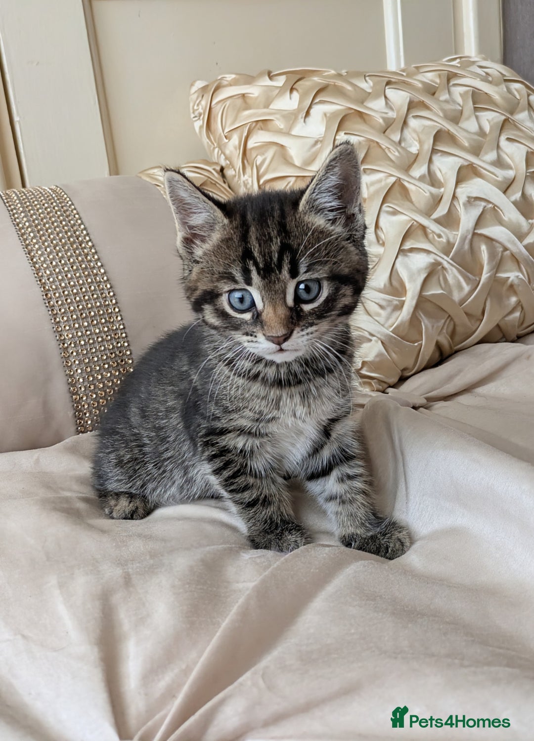 Bengal cats for sale: Purebred Spotted Bengal Kittens Brown Charcoal - Image 28