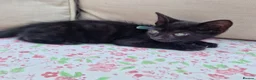 Mixed Breed cats for sale: 5 beautiful black kittens 10weeks 2xfemales 3xmale in Stockport - Advert 15