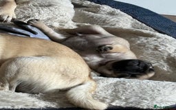 Pug dogs for sale: Fawn male pug - Image 2