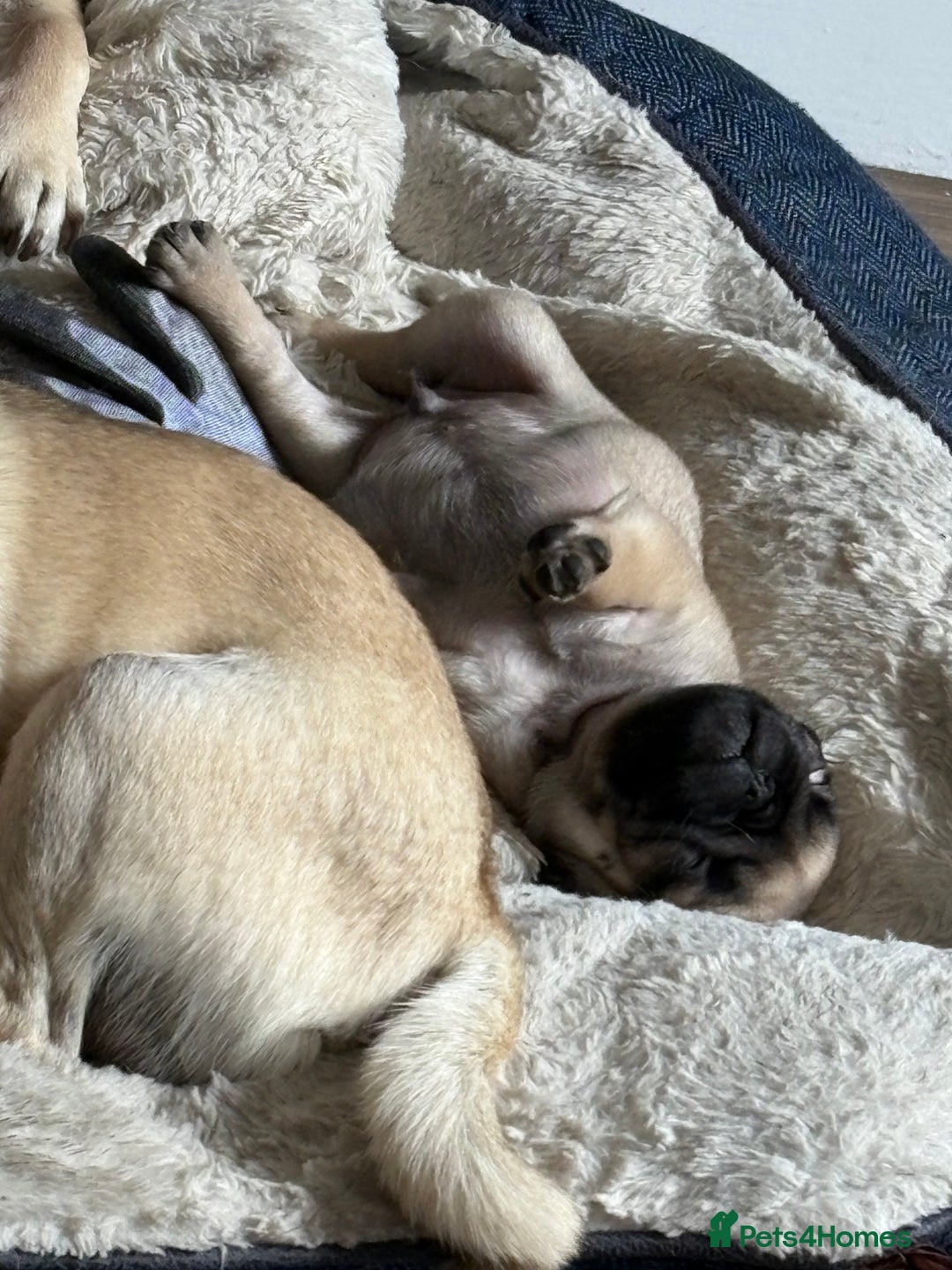Pug dogs for sale: Fawn male pug - Image 2