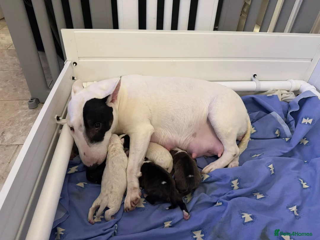 Bull Terrier dogs for sale: KC Registered Puppies - Advert 2