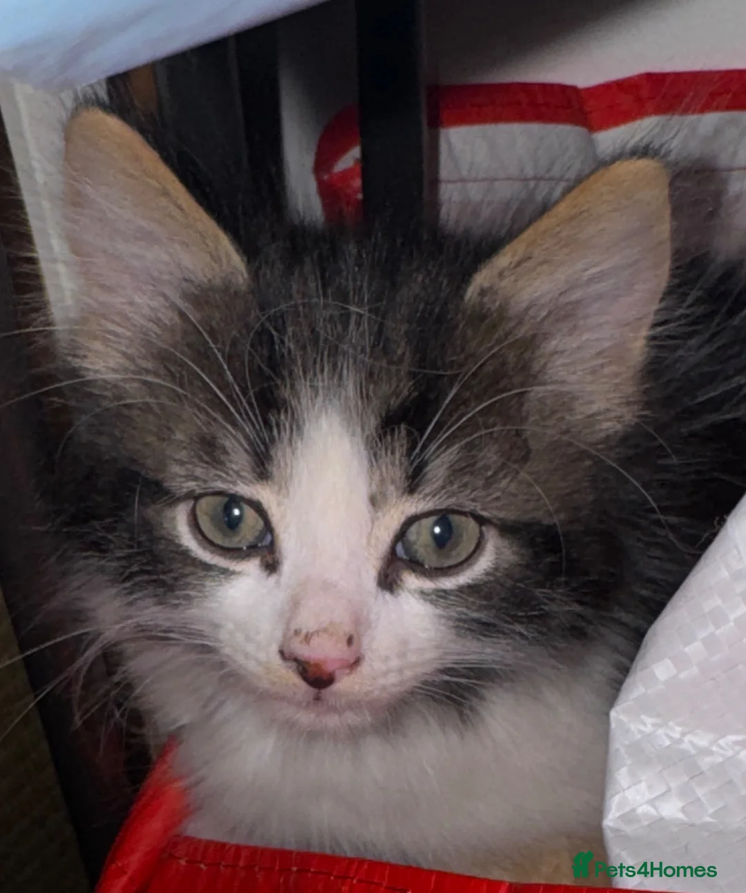 Mixed Breed cats for sale: Kitten 11 weeks  - Advert 1