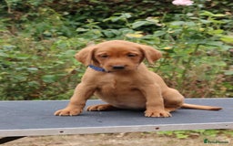 Labrador Retriever dogs for sale: Health Tested Fox Red Puppies for Sale - Image 7