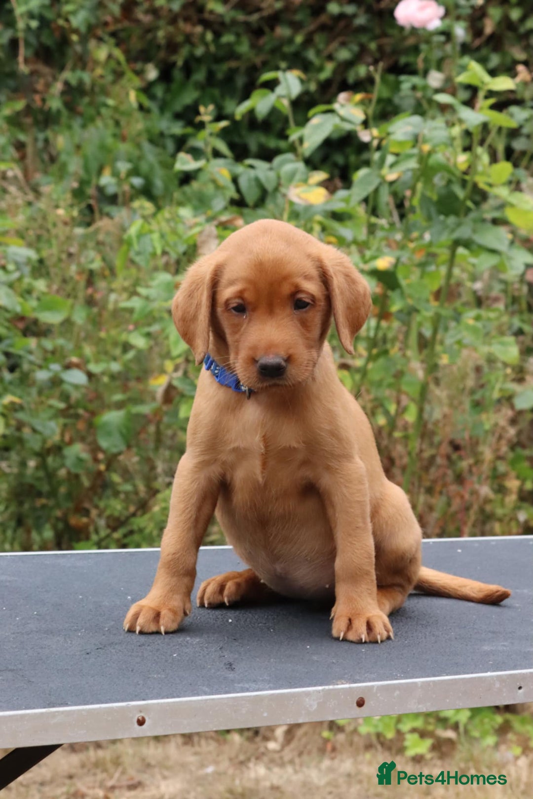 Labrador Retriever dogs for sale: Health Tested Fox Red Puppies for Sale - Image 7