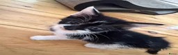 Mixed Breed cats for sale: Kittens looking for their forever home 🏠🐾 - Advert 6