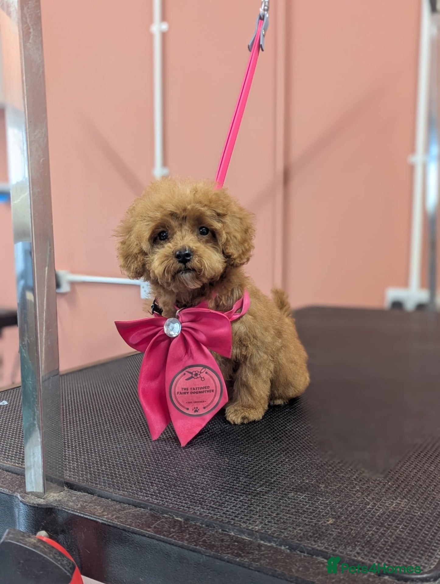 Sproodle dogs ⭐️⭐️ stunning red toy Sproodle⭐️⭐️ - Advert 5