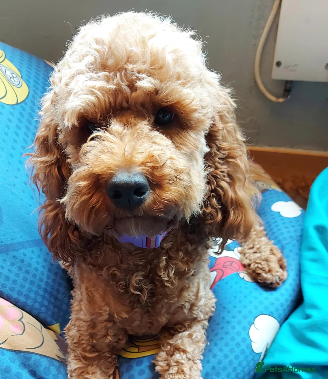 Gallery Image {{count}}