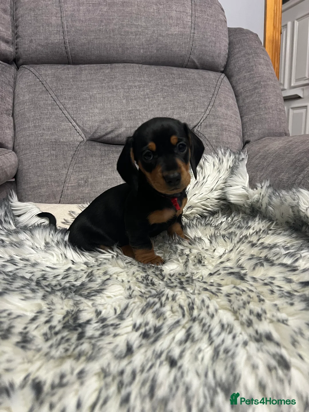 Dachshund dogs for sale: Adorable Dachshund puppies 4 boys 2 girls - Advert 19