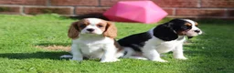 Cavalier King Charles Spaniel dogs for sale: Beautiful Cavalier King Charles Spaniel puppies - Advert 5