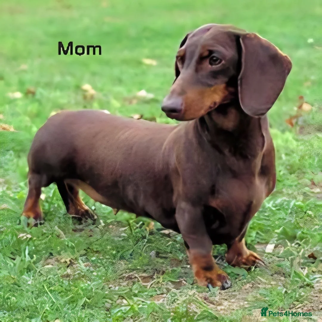 Dachshund dogs for sale: KC reg Standard Dachshund Puppies - Advert 31