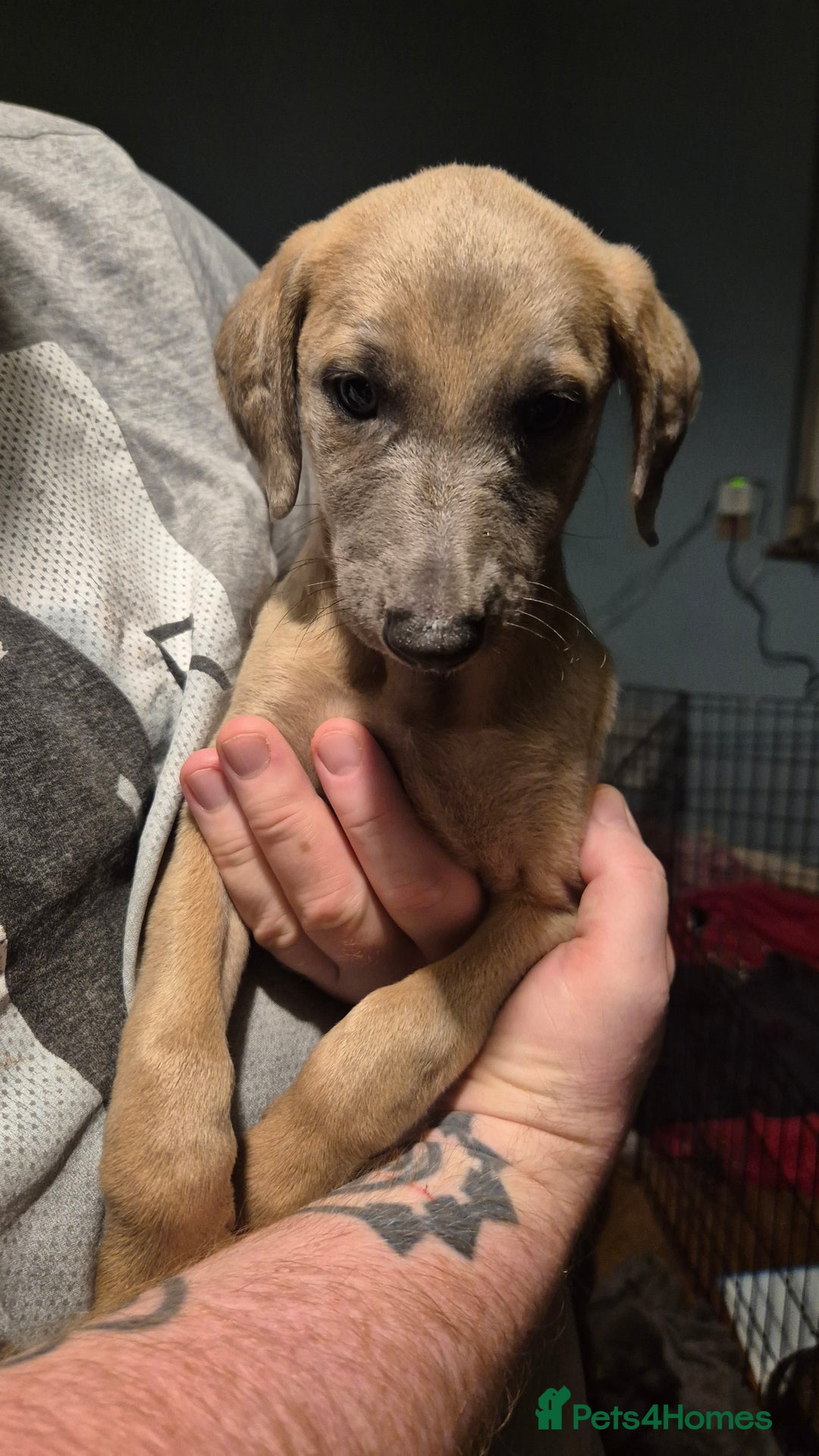 Mixed Breed dogs for sale: Greyhound lurcher cross - Advert 10