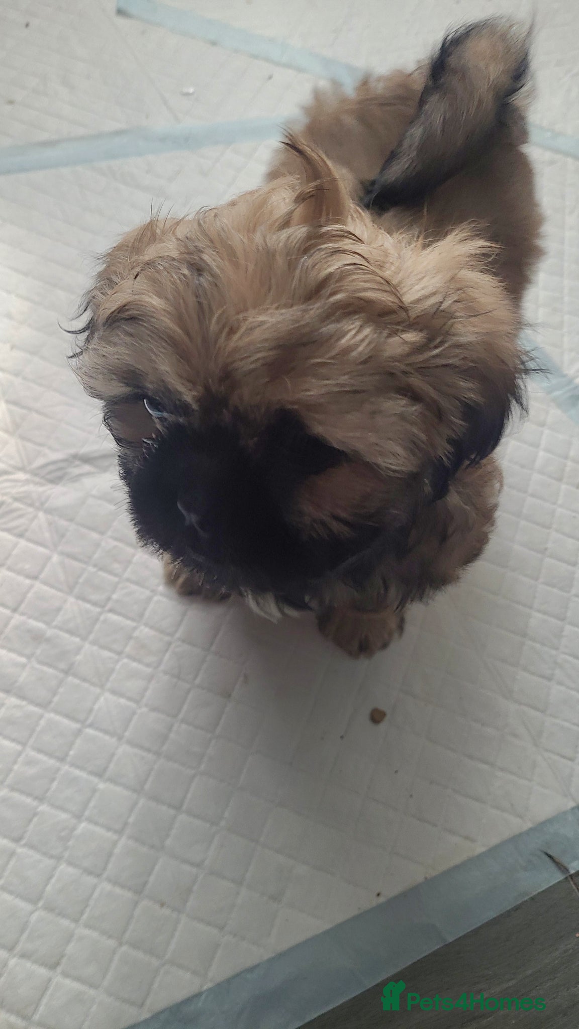 Shih Tzu dogs for sale: 2 beautiful boys ready for New home from Wednesday - Advert 5