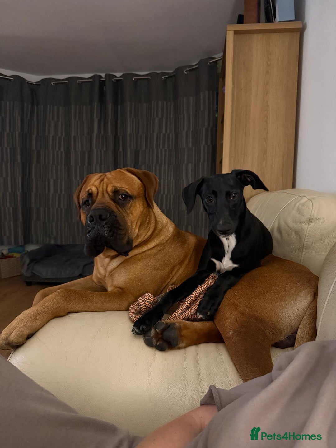 Bullmastiff dogs for stud: Bullmastiff for Stud - Advert 21