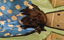 Domestic Shorthair cats for sale: Domestic shorthair/medium hair kittens - Image 10