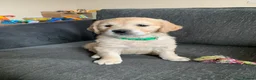 Golden Retriever dogs for sale: One girl remaining - Advert 4