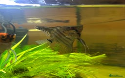 Angelfish fish for sale: Stunning Angel fish  - Advert 4
