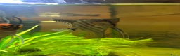 Angelfish fish for sale: Stunning Angel fish  - Advert 4