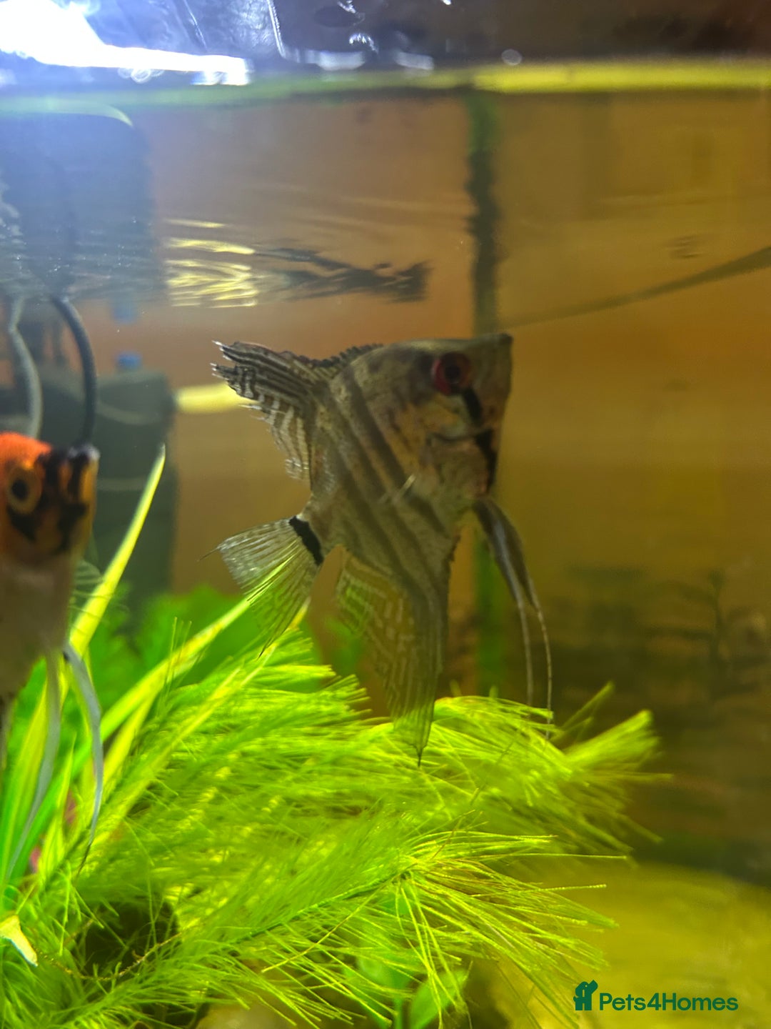 Angelfish fish for sale: Stunning Angel fish  - Advert 4