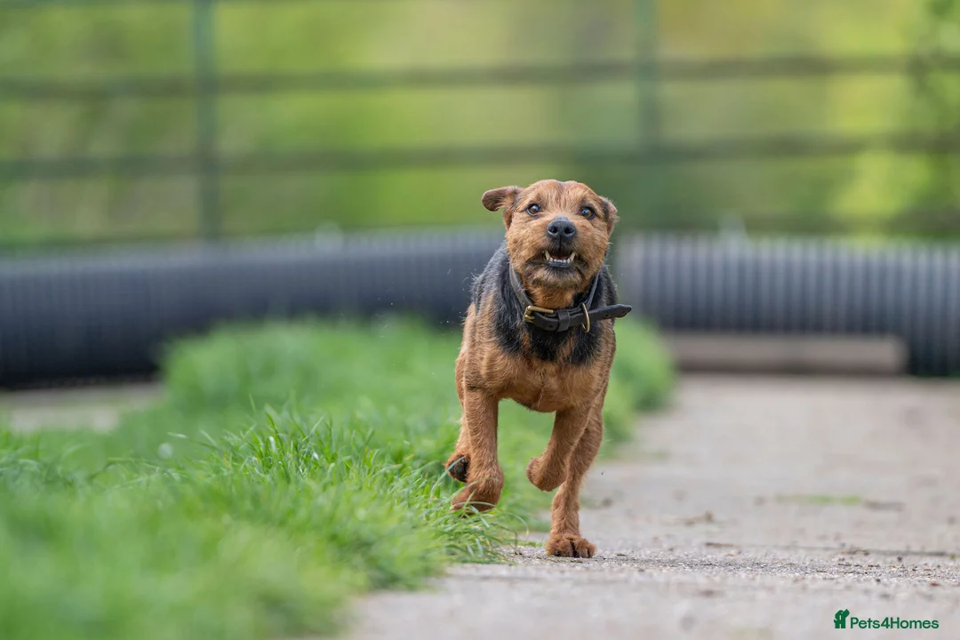 Lakeland Terrier dogs for stud: Lakeland terrier stud in Newark - Advert 12