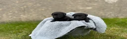 Labrador Retriever dogs for sale: Black Labrador puppies in Amlwch - Advert 3