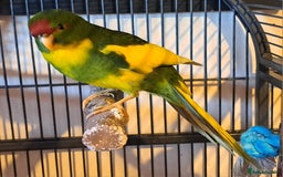 Parakeets birds for sale: Baby kakariki  - Image 9