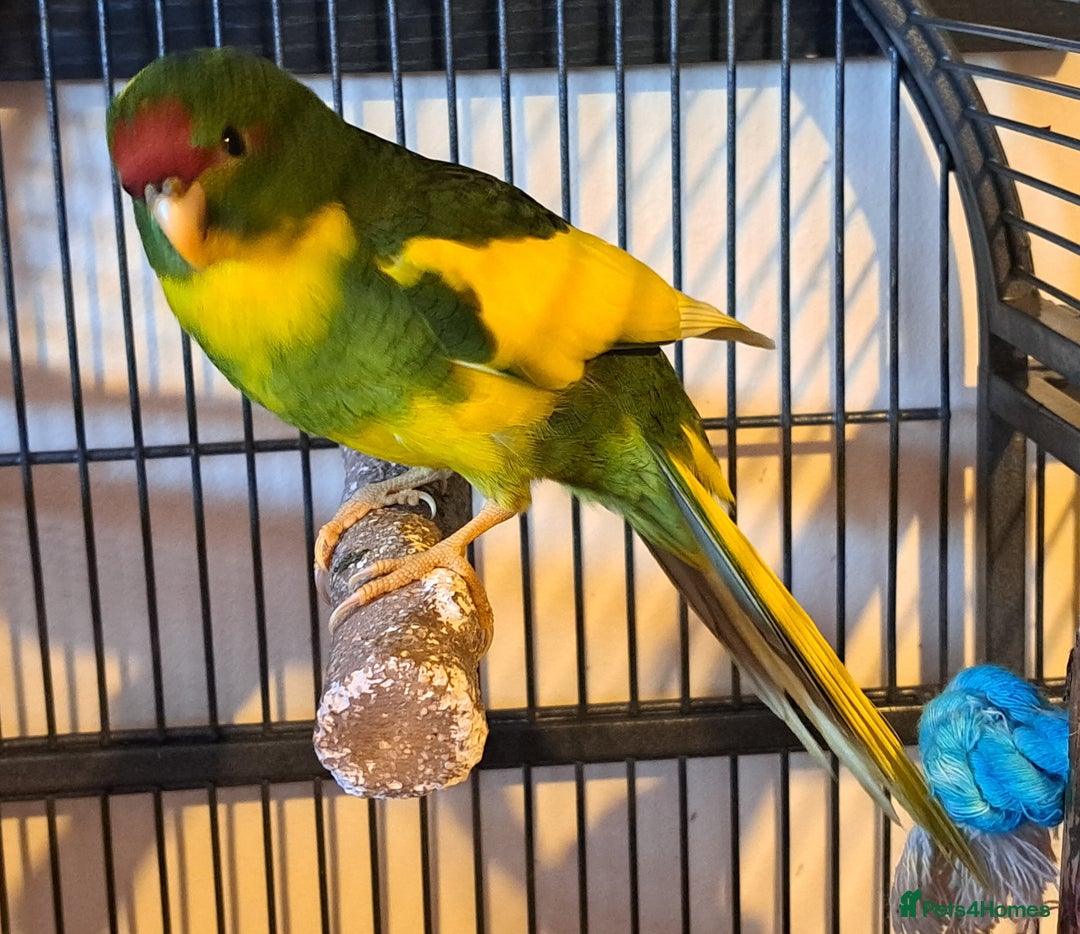 Parakeets birds for sale: Baby kakariki  - Image 9