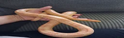 Corn Snake reptiles for sale: Various corn snakes for sale, Snow Tessera & more - Advert 24