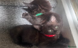 Mixed Breed cats for sale: Friendly and playful kittens  - Image 6