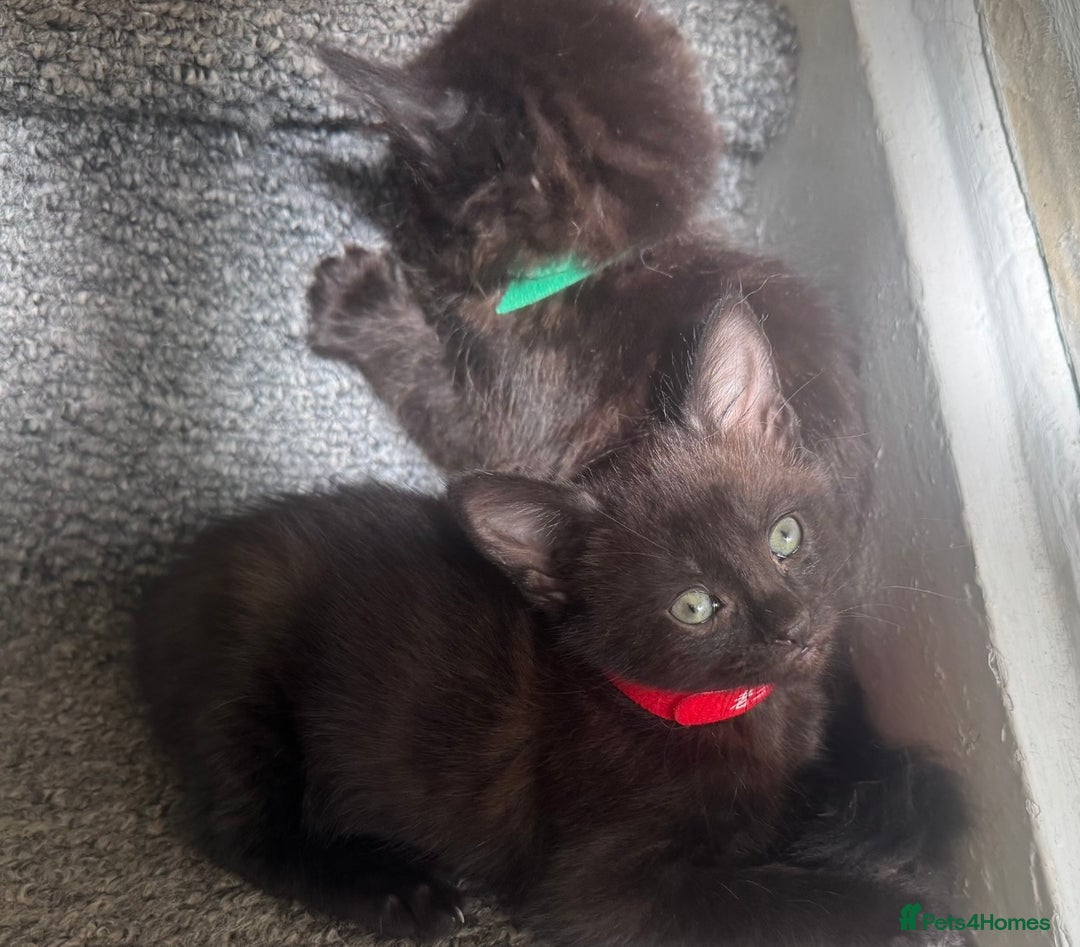 Mixed Breed cats for sale: Friendly and playful kittens  - Image 6