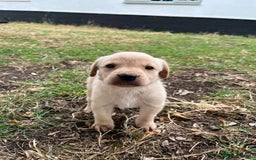 Labrador Retriever dogs for sale: Delightful Yellow Labradors Puppies - Image 12