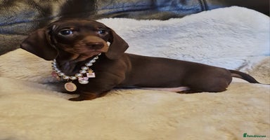 Miniature Dachshund dogs - Advert 3