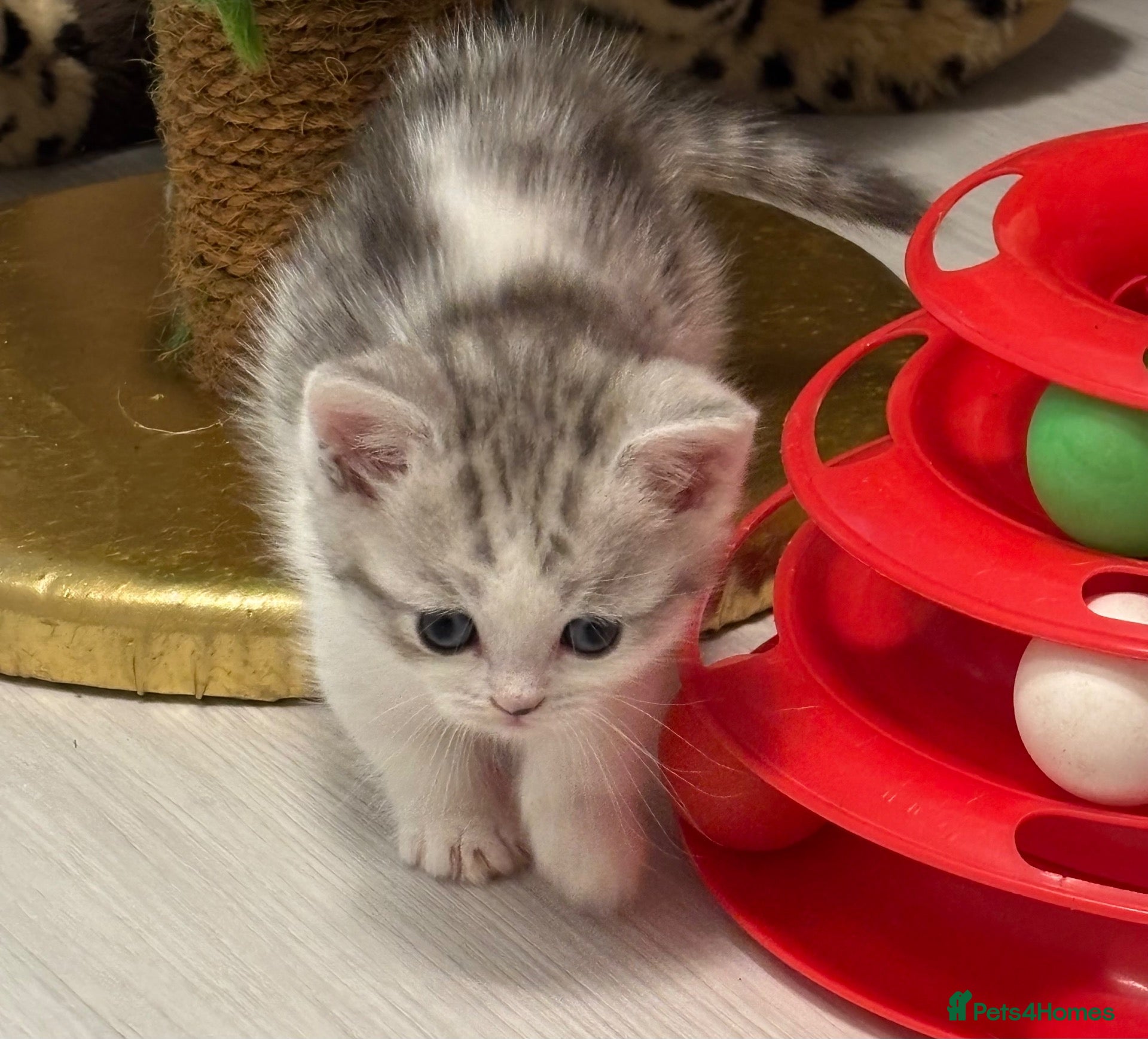 British Shorthair cats ✨ **A Truly Special Tiny Munchkin Boy** ✨ - Advert 1