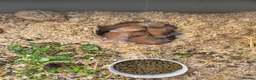 Mixed Breed rabbits for sale: 4 beautiful lops forsale in Washington - Advert 2