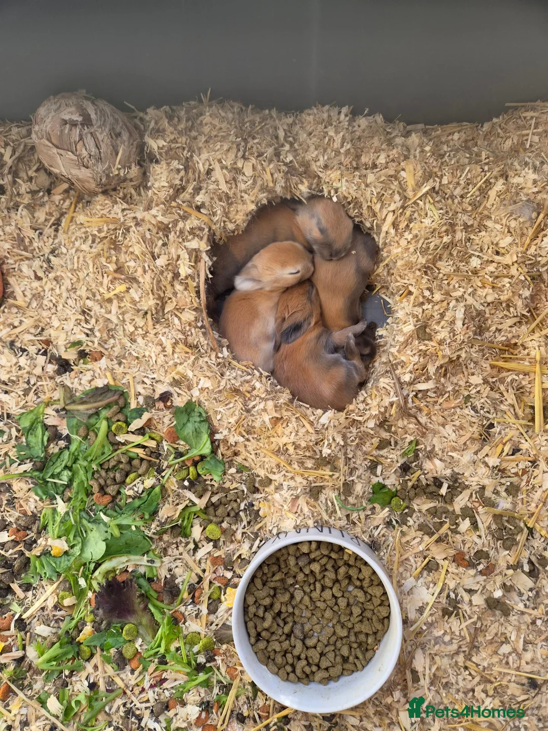Mixed Breed rabbits for sale: 4 beautiful lops forsale in Washington - Advert 2