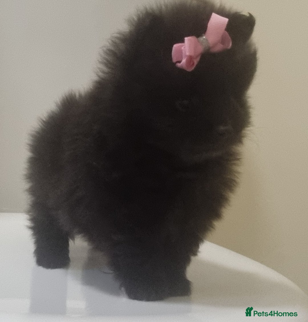 Pomeranian dogs for sale: Beautiful litter xxsmall teddy bear poms  - Image 26