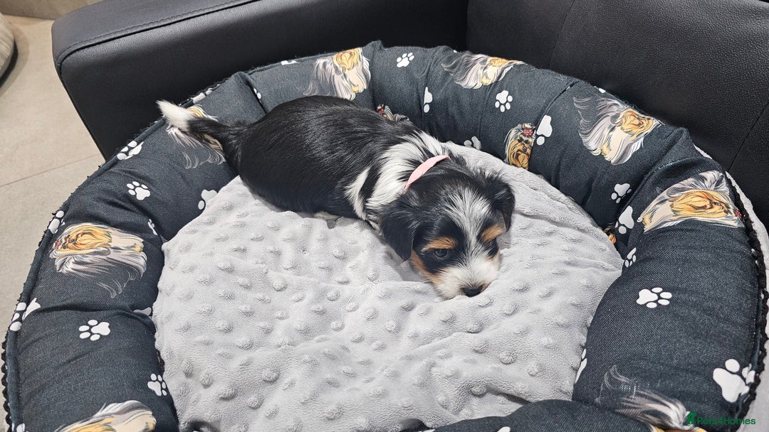 Yorkshire Terrier dogs for sale: 2 boys and 2 girls yorkshire terrier  - Advert 11