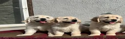 Golden Retriever dogs for sale: Extensively health tested KC reg Holden retrievers - Advert 8