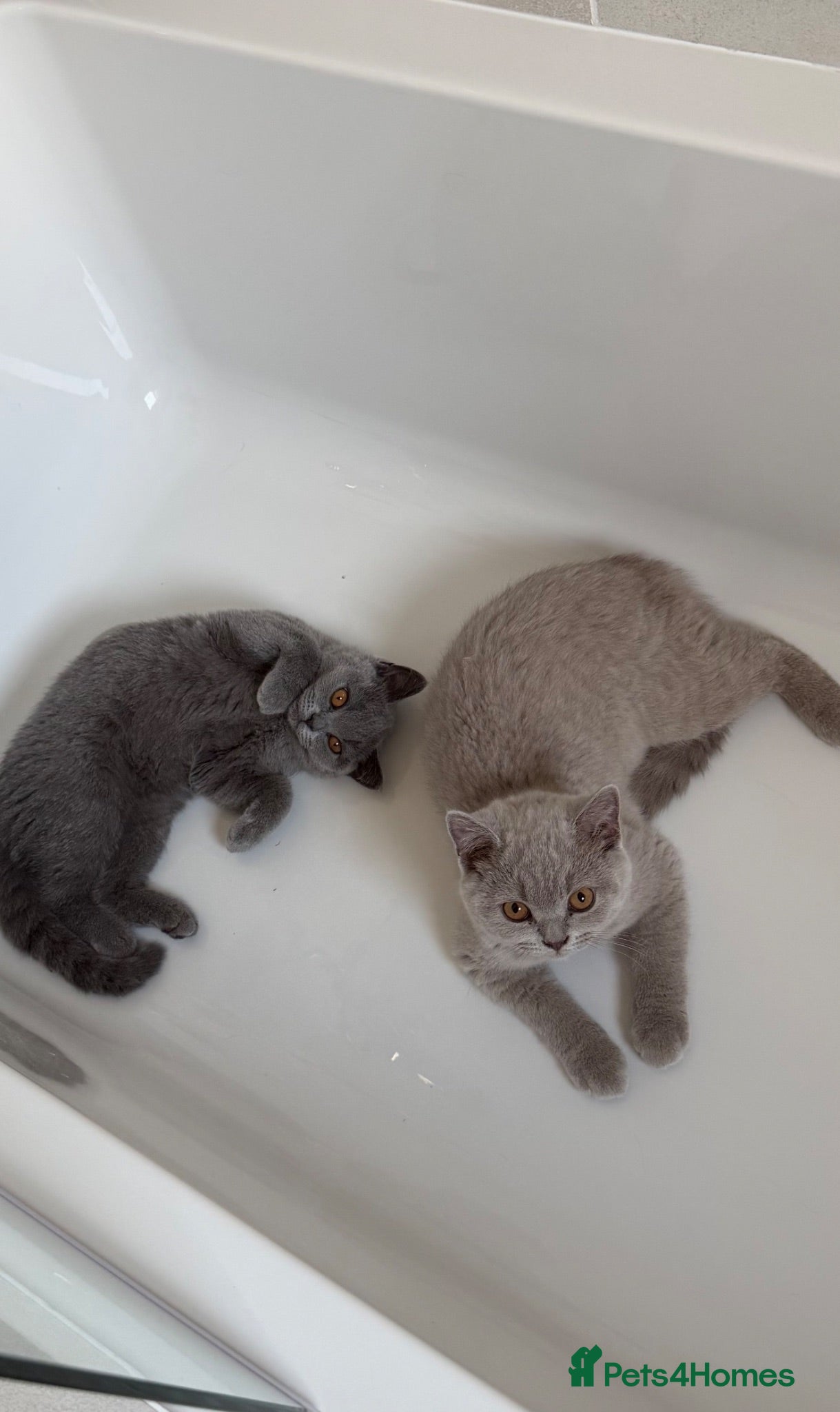 British Shorthair cats Registered British shorthair kittens  - Advert 2