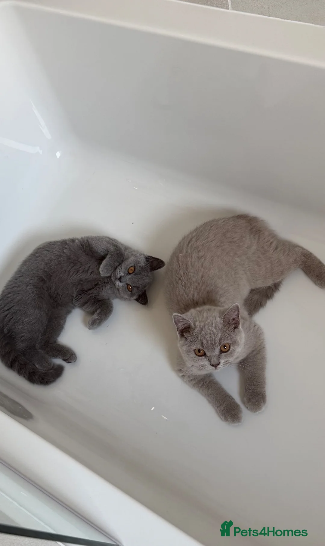 British Shorthair cats for sale: Registered British shorthair kittens  - Advert 2