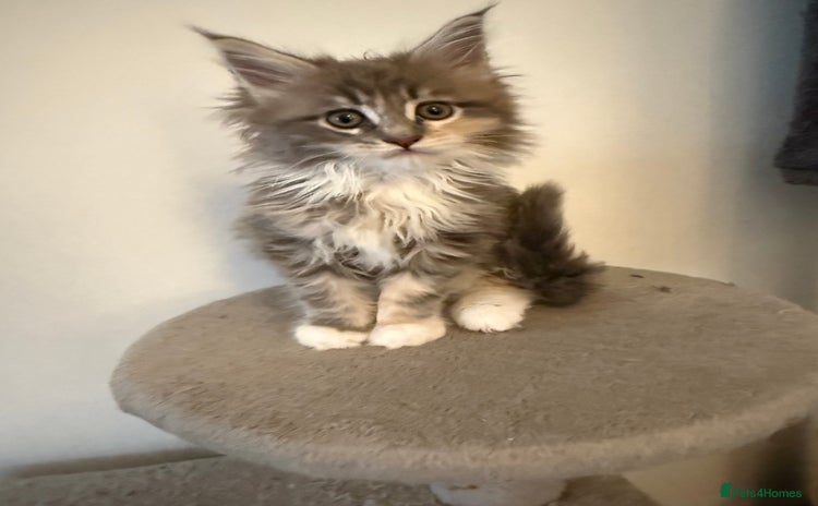 Maine Coon cats - Advert 9