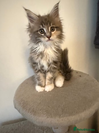 Maine Coon cats - Advert 8