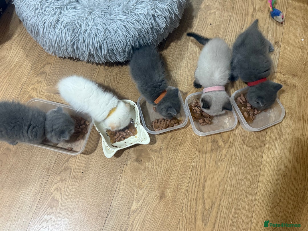 Himalayan cats for sale: 3 kittens Himalayan x Scottish fold Ready now - Image 17