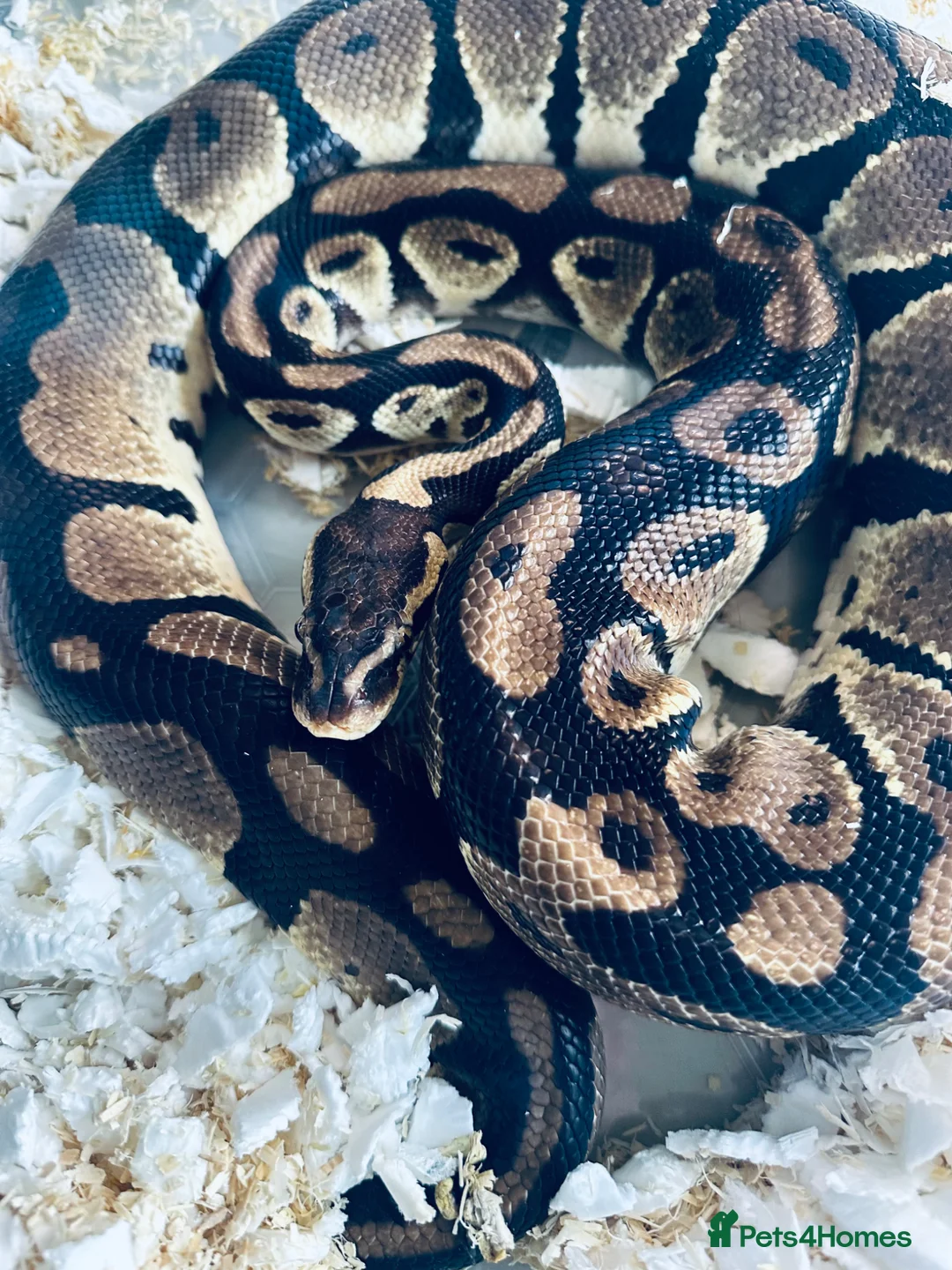 Python Snake reptiles for sale: Adult Male Royal Python  - Advert 3