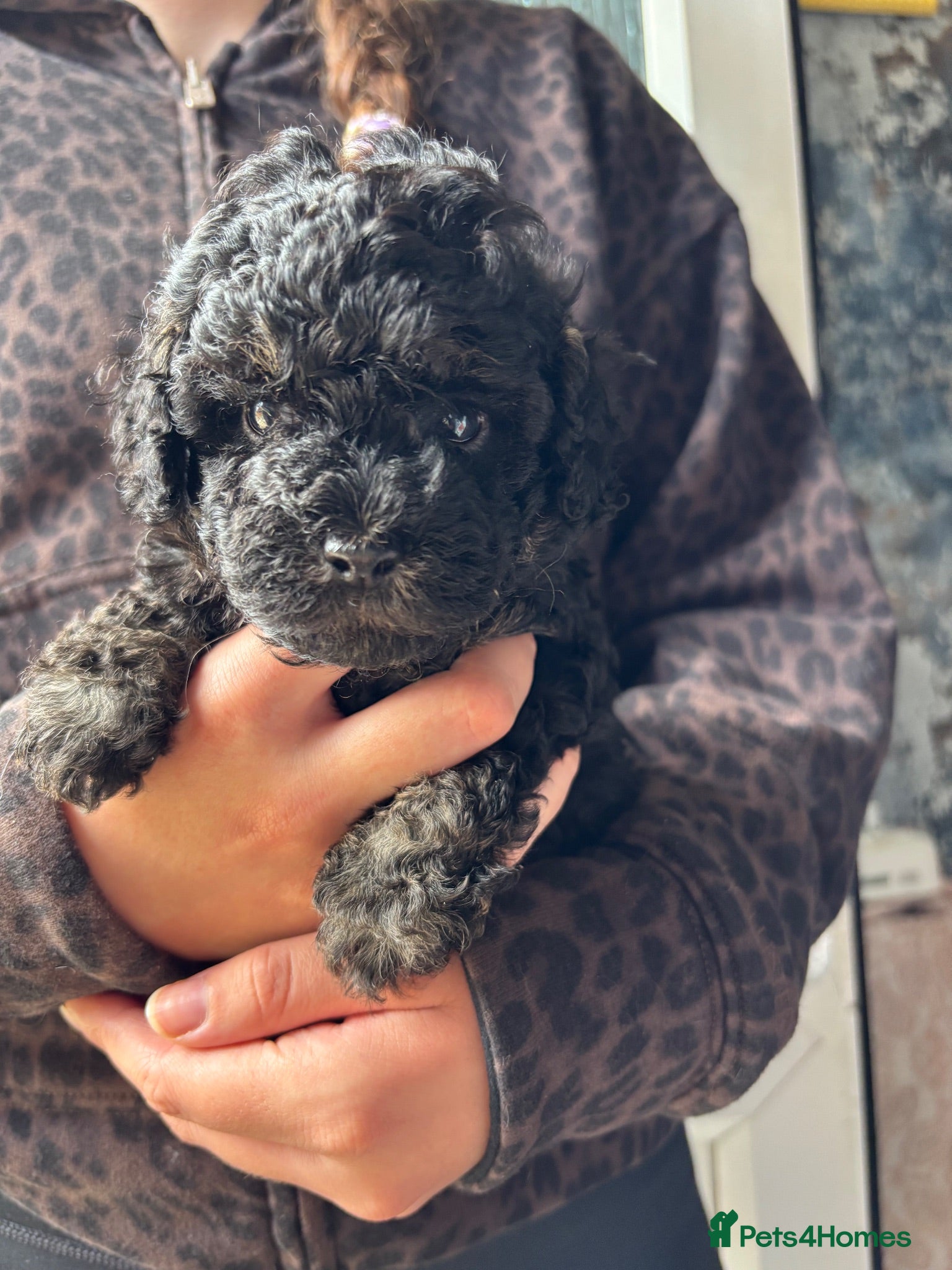 Cavapoo dogs 1 Outstanding tiny Cavapoo puppy boy - Advert 18
