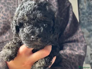 Cavapoo dogs 1 Outstanding tiny Cavapoo puppy boy - Advert 18