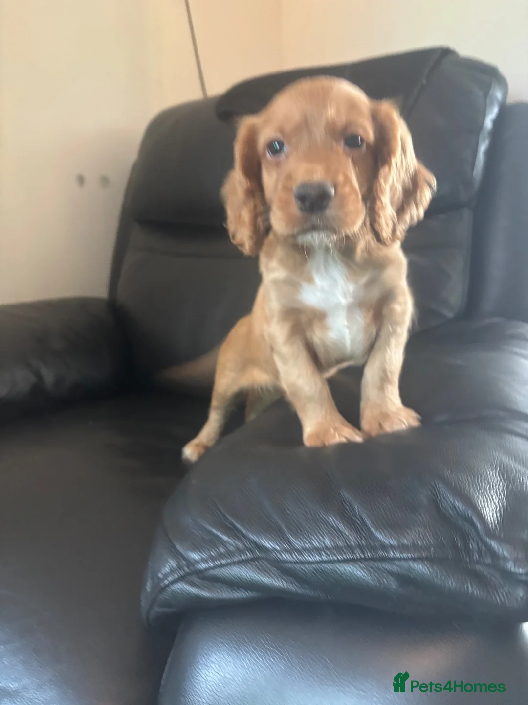 Cocker Spaniel dogs for sale: Working cocker spaniel puppies  - Advert 2
